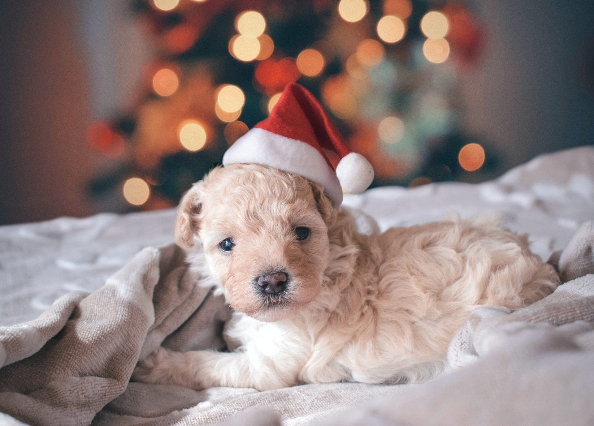 Baby puppy in front of Christmas Tree