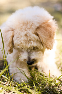 Cute beige puppy looking down while sitting in the green grass.
