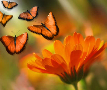 orange flower with butterflies flying out