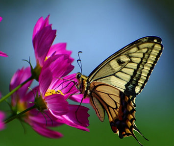 Butterfly with yellow and black on a pink flower