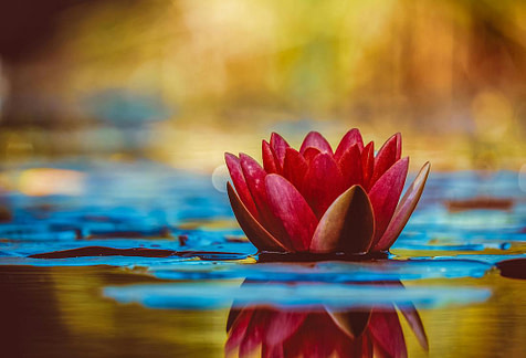 lifecoaching4 lotus flower in the pond, life goals, life coach