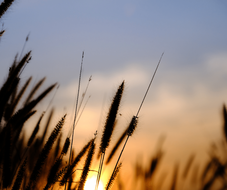 Wheat grpwing at sunset!