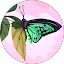 Jo Mebane Avatar