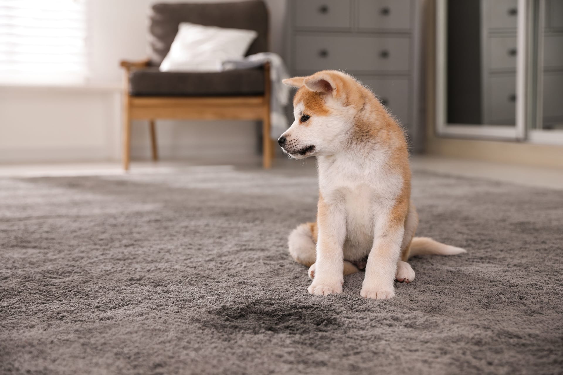 Pet Stains, Carpet Cleaning Equipment Rental.